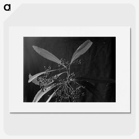 1-86_Frederick-Charles-Brockett_picture