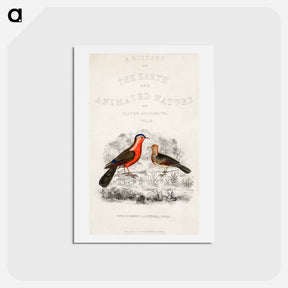 アートポストカード-Bird Illustration
 - ゴールドスミスの生き生きとした自然 Postcard.