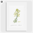 1-86_Histoire-des-Plantes-Grasses_picture