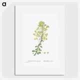 1-86_Histoire-des-Plantes-Grasses_picture