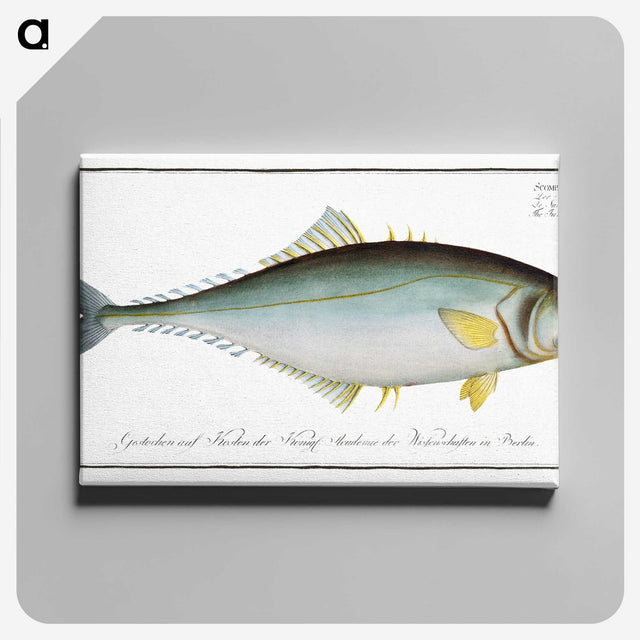 1-86_Ichtyologie-ou-Histoire-naturelle_canvas