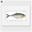 1-86_Ichtyologie-ou-Histoire-naturelle_picture