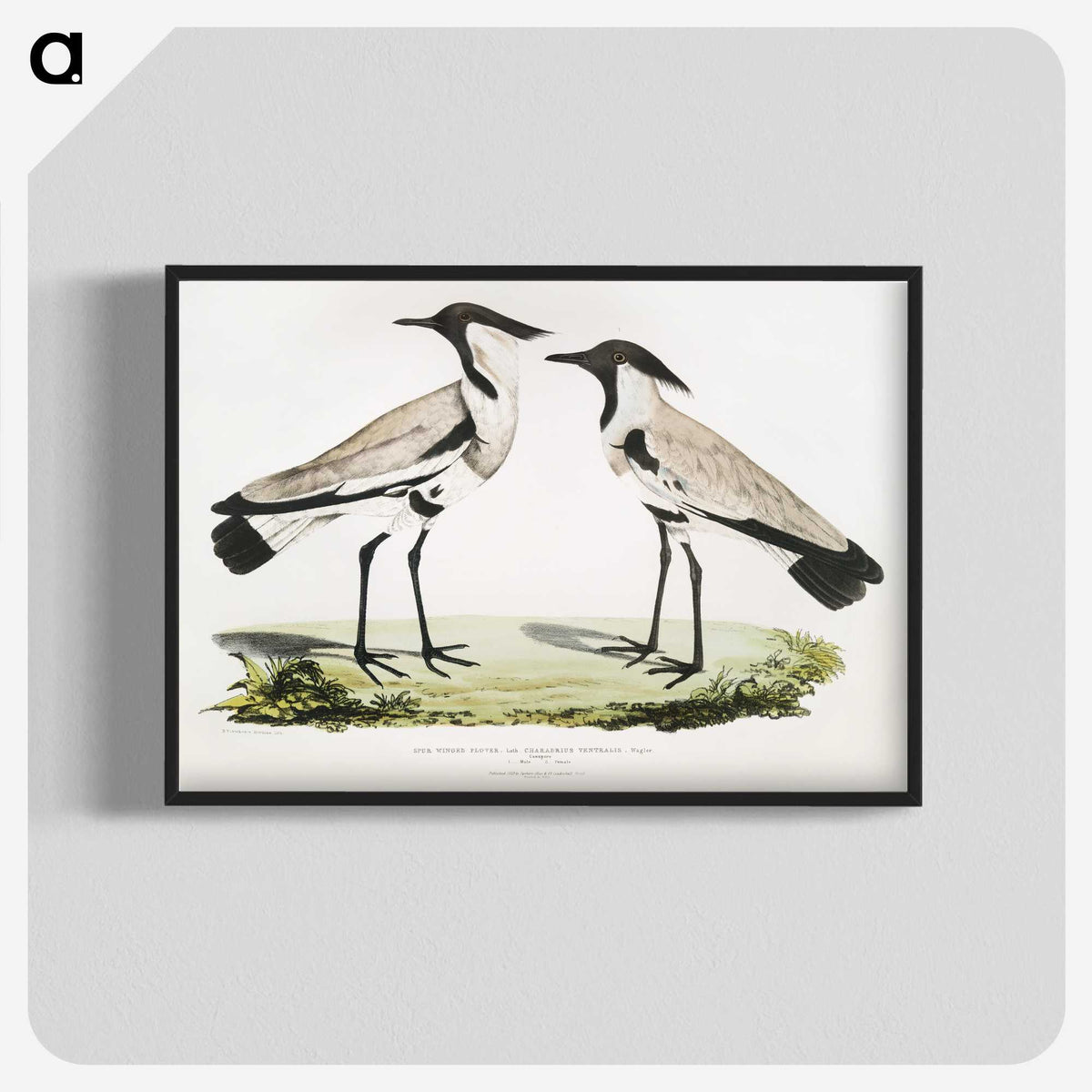 1-86_Indian-Zoology_blk-crop