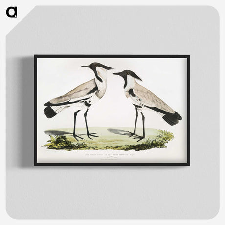 1-86_Indian-Zoology_blk-crop