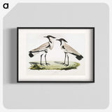 1-86_Indian-Zoology_blk