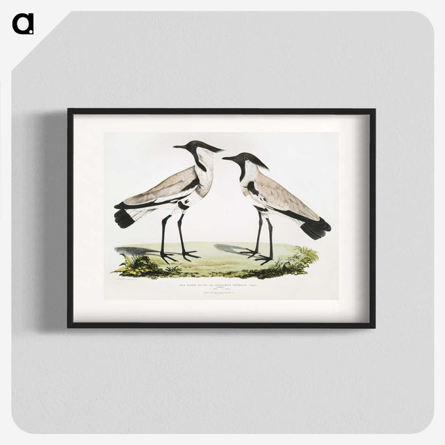 1-86_Indian-Zoology_blk