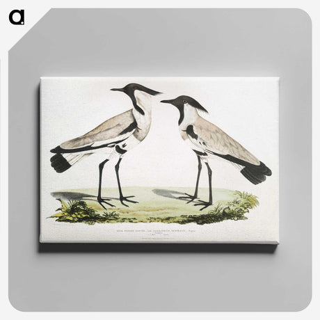 1-86_Indian-Zoology_canvas