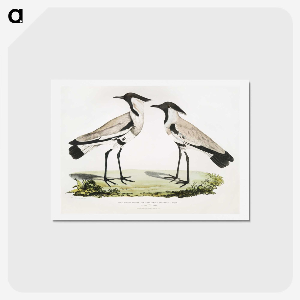 1-86_Indian-Zoology_hagaki