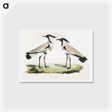 1-86_Indian-Zoology_hagaki