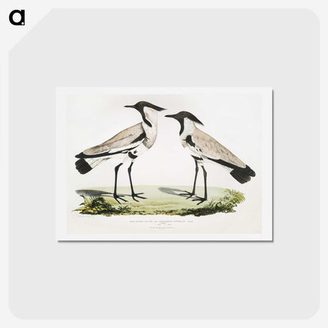 1-86_Indian-Zoology_hagaki