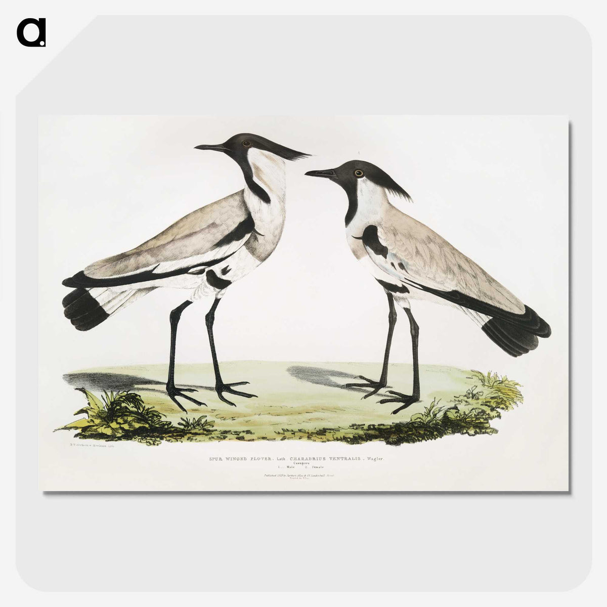 1-86_Indian-Zoology_picture-crop