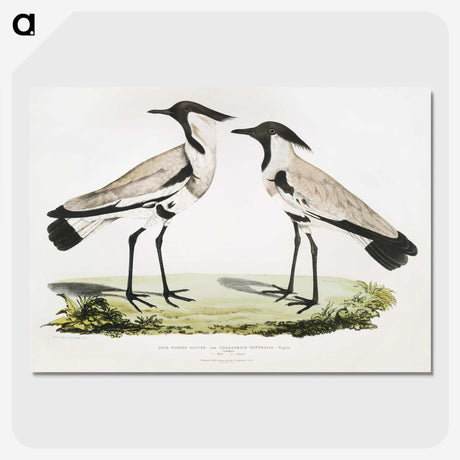 1-86_Indian-Zoology_picture-crop