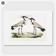 1-86_Indian-Zoology_picture