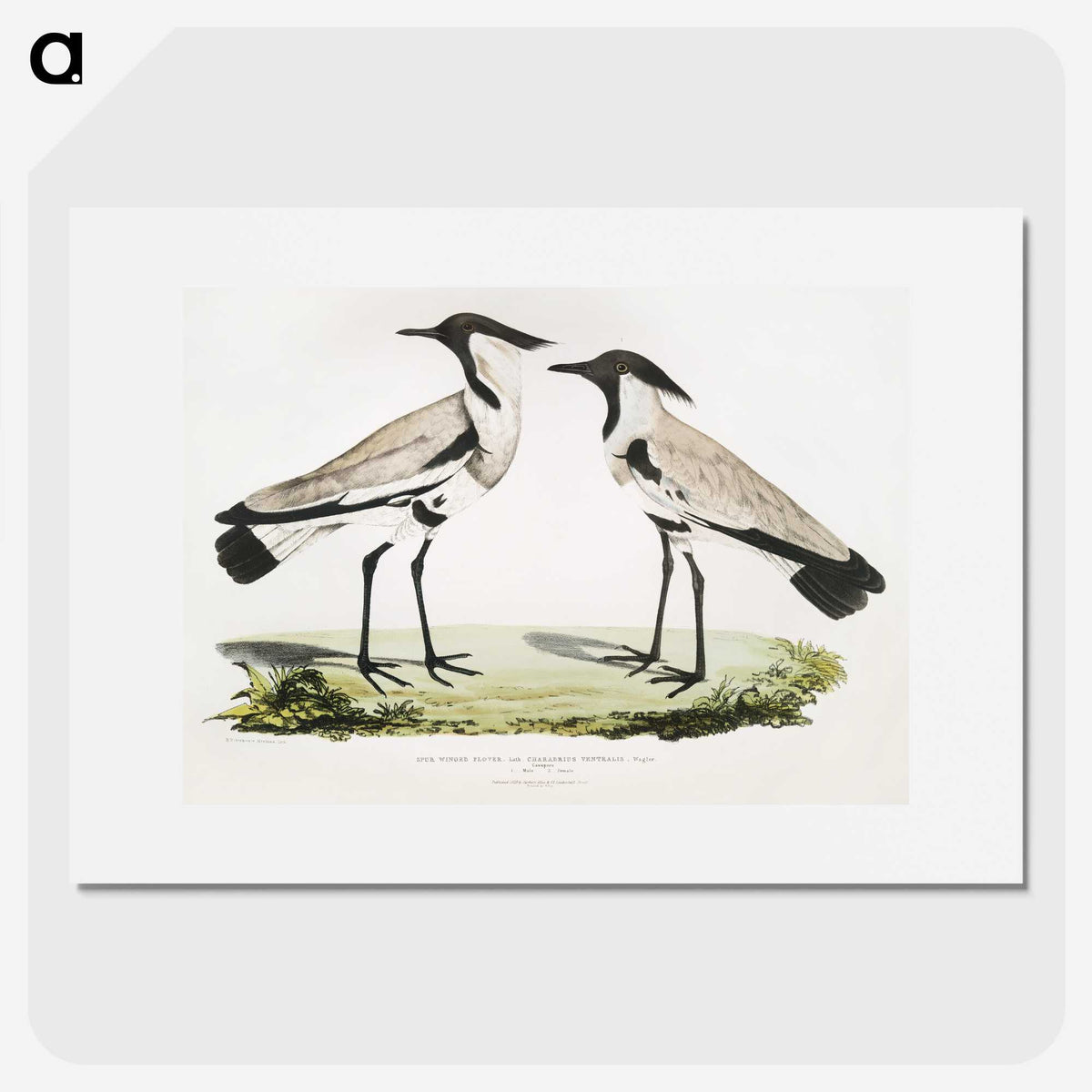 1-86_Indian-Zoology_picture