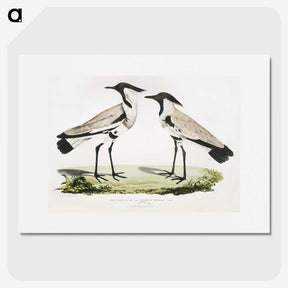 1-86_Indian-Zoology_picture