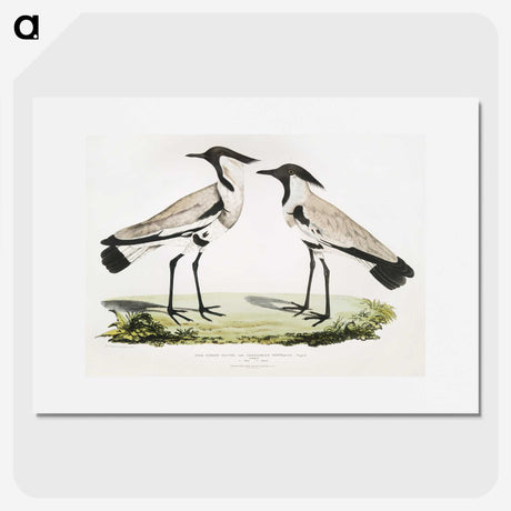1-86_Indian-Zoology_picture