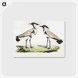1-86_Indian-Zoology_postcard
