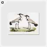 1-86_Indian-Zoology_postcard