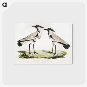1-86_Indian-Zoology_postcard