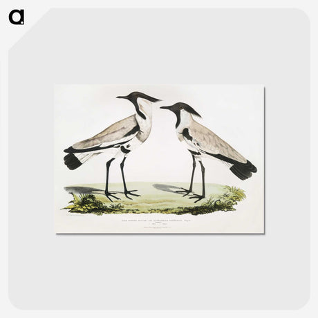 1-86_Indian-Zoology_postcard