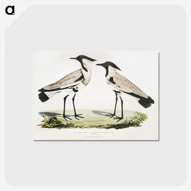 1-86_Indian-Zoology_postcard