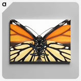 1-86_Insects-Unlocked-Project_canvas