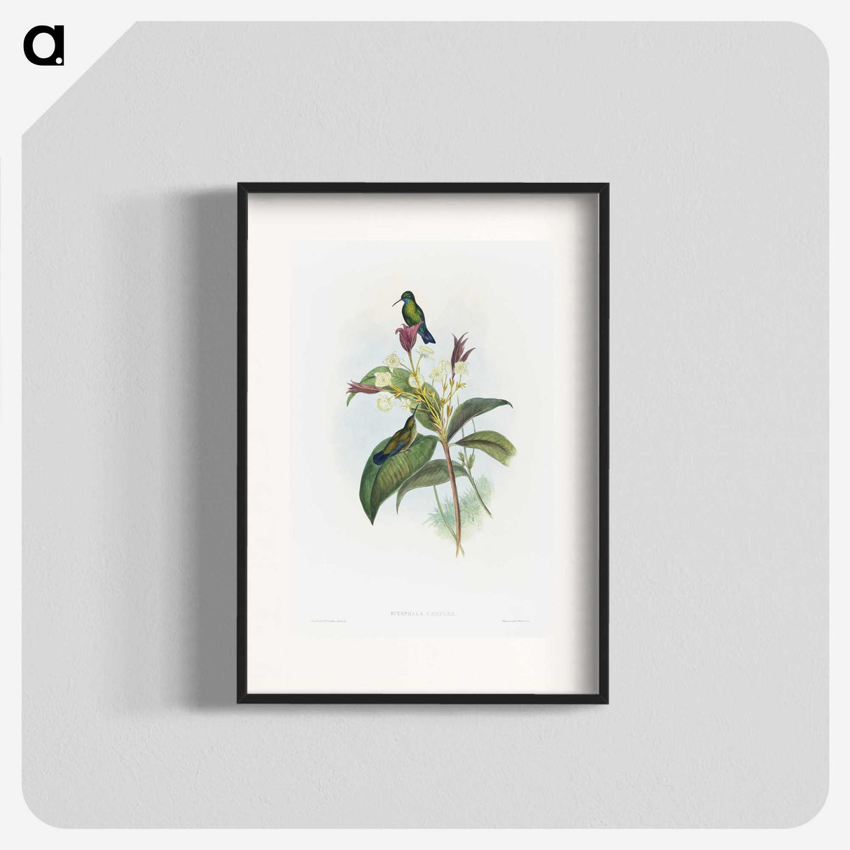 1-86_John-Gould_blk
