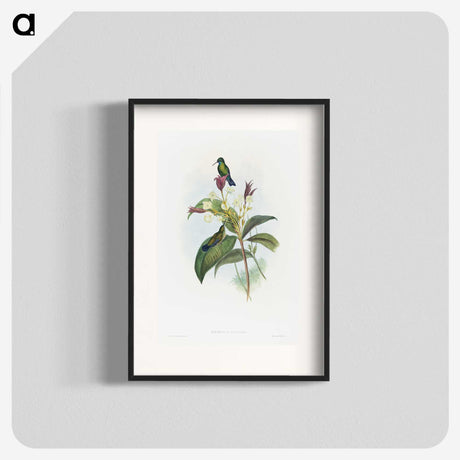 1-86_John-Gould_blk