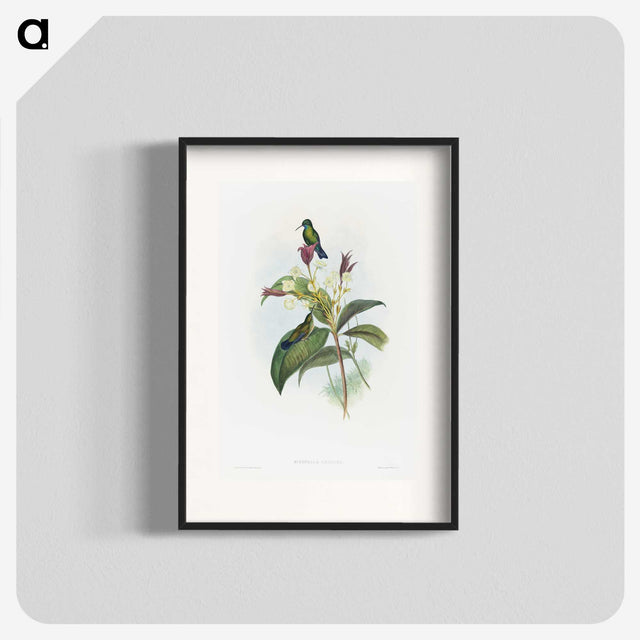 1-86_John-Gould_blk