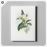 1-86_John-Gould_canvas