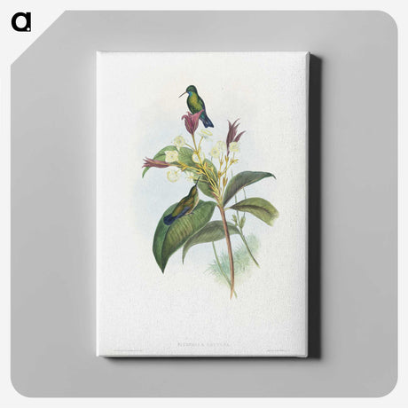 1-86_John-Gould_canvas