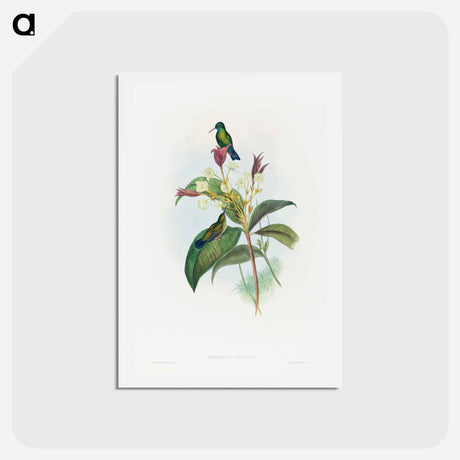 アートポストカード-Blue-chinned Sapphire
 - ジョン グールド Postcard.