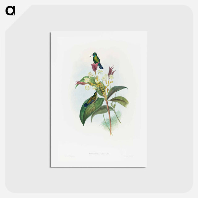 アートポストカード-Blue-chinned Sapphire
 - ジョン グールド Postcard.