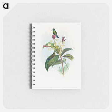 Blue-chinned Sapphire
 - ジョン グールド Memo.