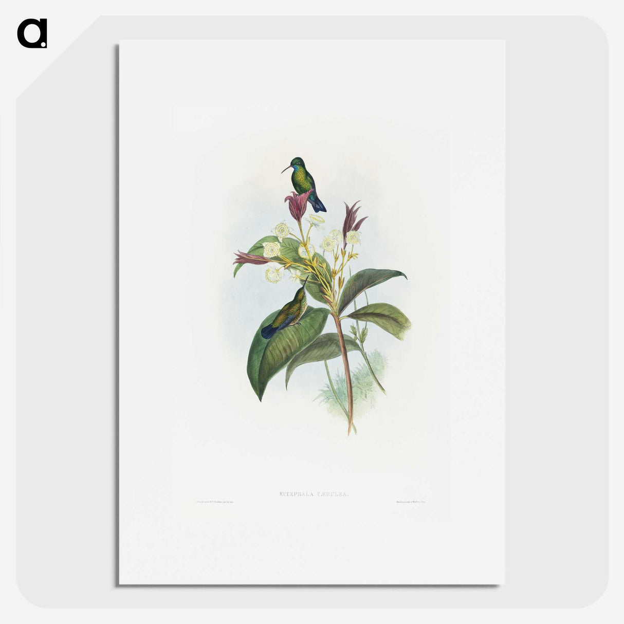 1-86_John-Gould_picture