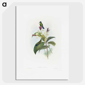 1-86_John-Gould_picture
