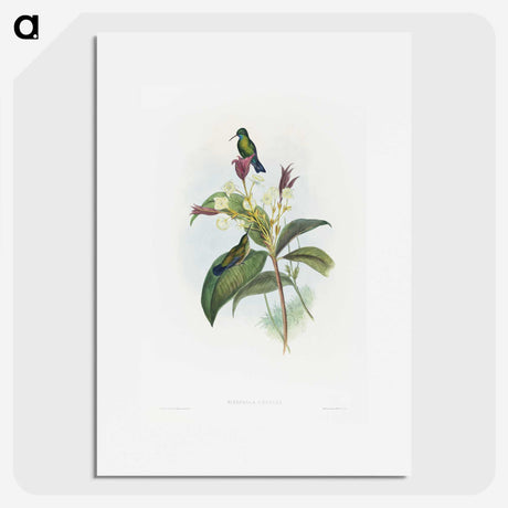 1-86_John-Gould_picture