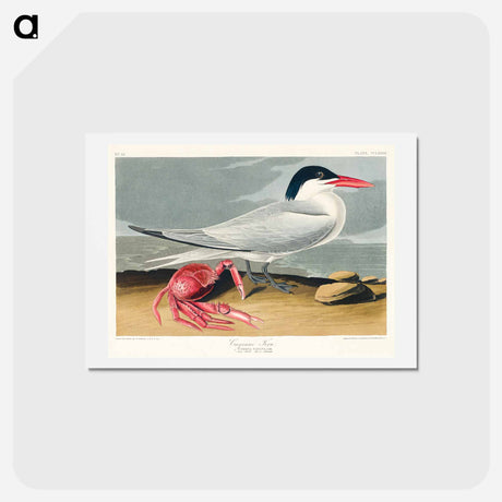 アートポストカード-Cayenne Tern
 - ジョン ジェームス オーデュボン Postcard.
