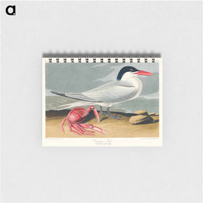 アートメモ帳-Cayenne Tern
 - ジョン ジェームス オーデュボン Memo.