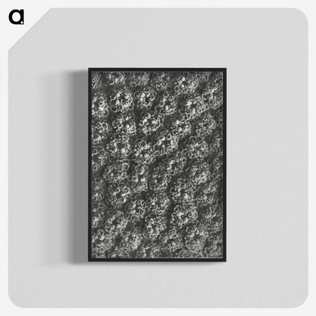 1-86_Karl-Blossfeldt_blk-crop