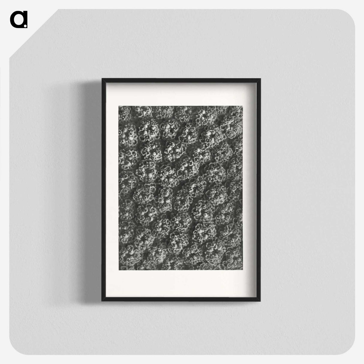 1-86_Karl-Blossfeldt_blk