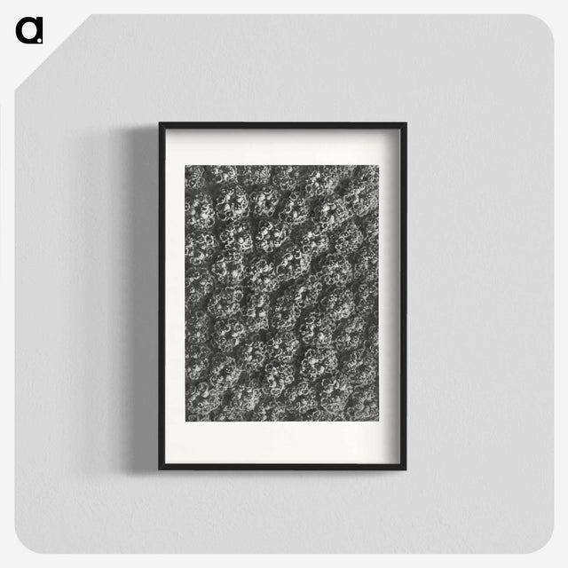 1-86_Karl-Blossfeldt_blk