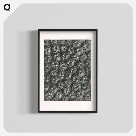 アートポスター-Achillea Filipendulina - カール ブロスフェルト Poster.