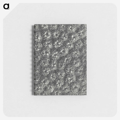 1-86_Karl-Blossfeldt_memo