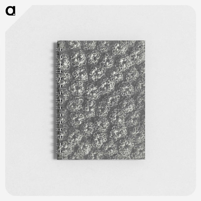 1-86_Karl-Blossfeldt_memo