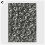 1-86_Karl-Blossfeldt_picture-crop