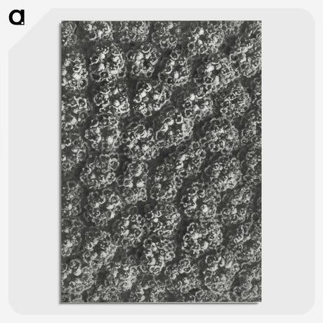 1-86_Karl-Blossfeldt_picture-crop