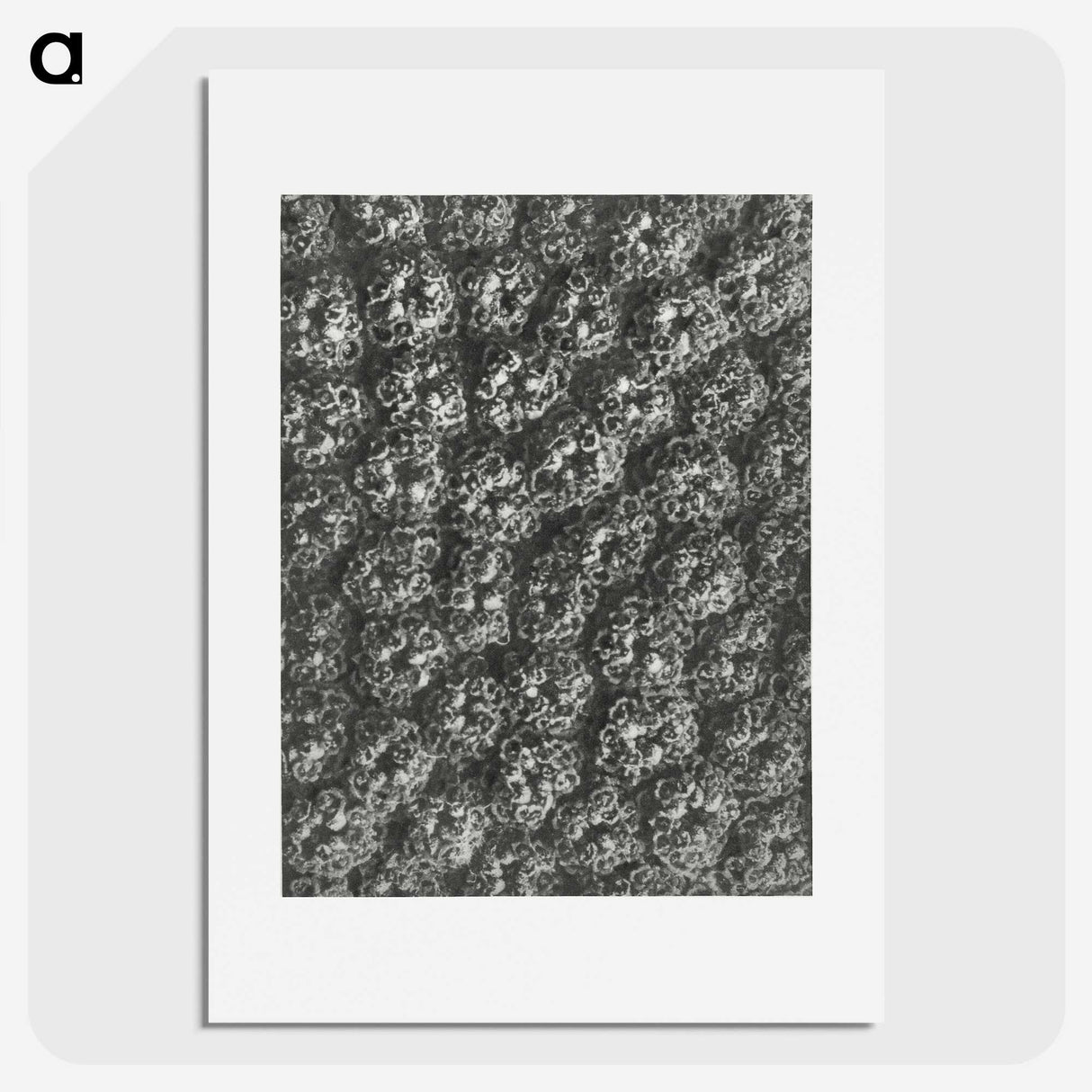 1-86_Karl-Blossfeldt_picture