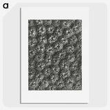 1-86_Karl-Blossfeldt_picture
