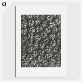 1-86_Karl-Blossfeldt_picture